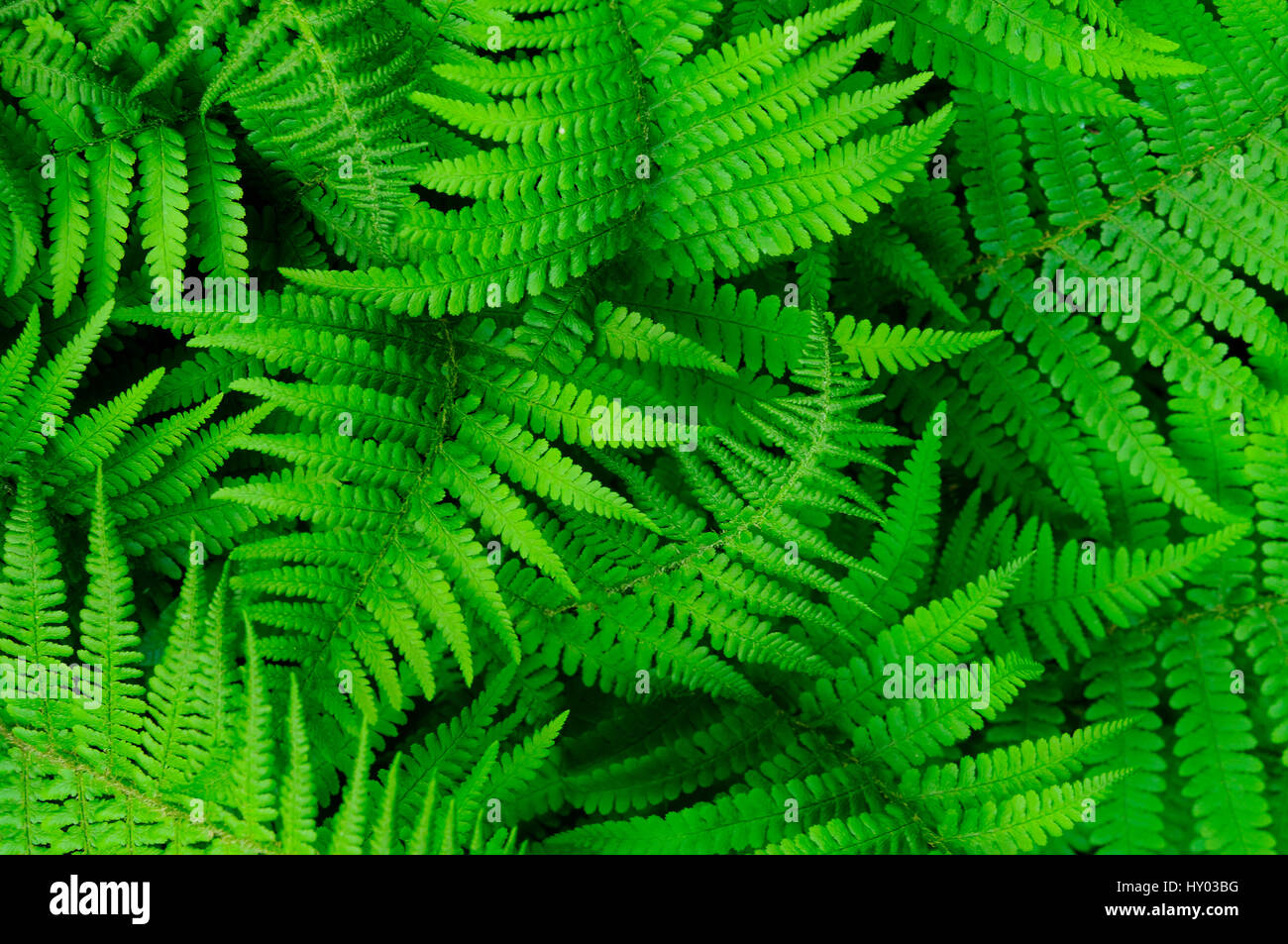Scaly male fern (Dryopteris affinis) Cornwall, UK. August. Stock Photo