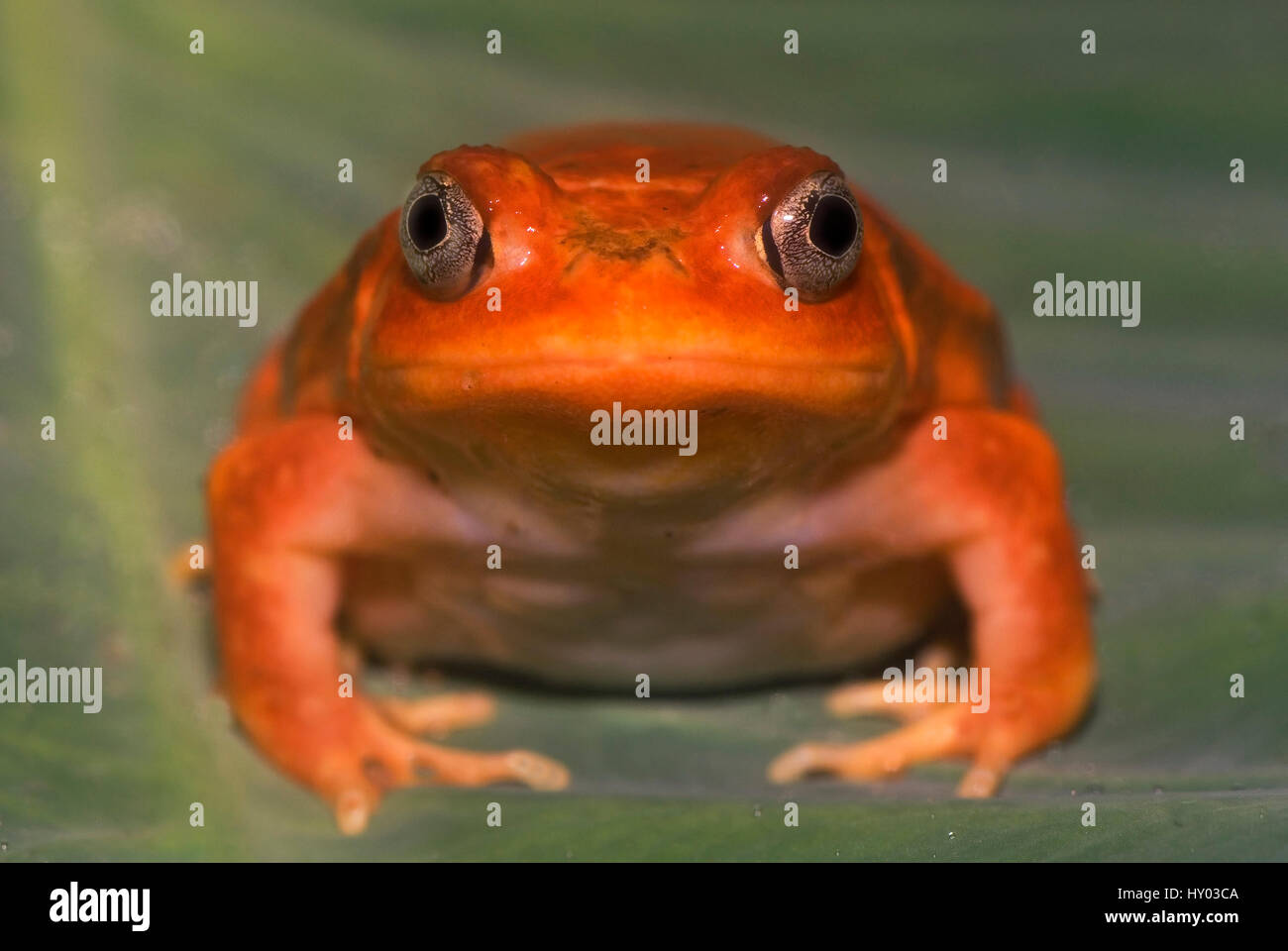 Tomato frog (Dyscophus antongilii), Madagascar, Africa Stock Photo Alamy