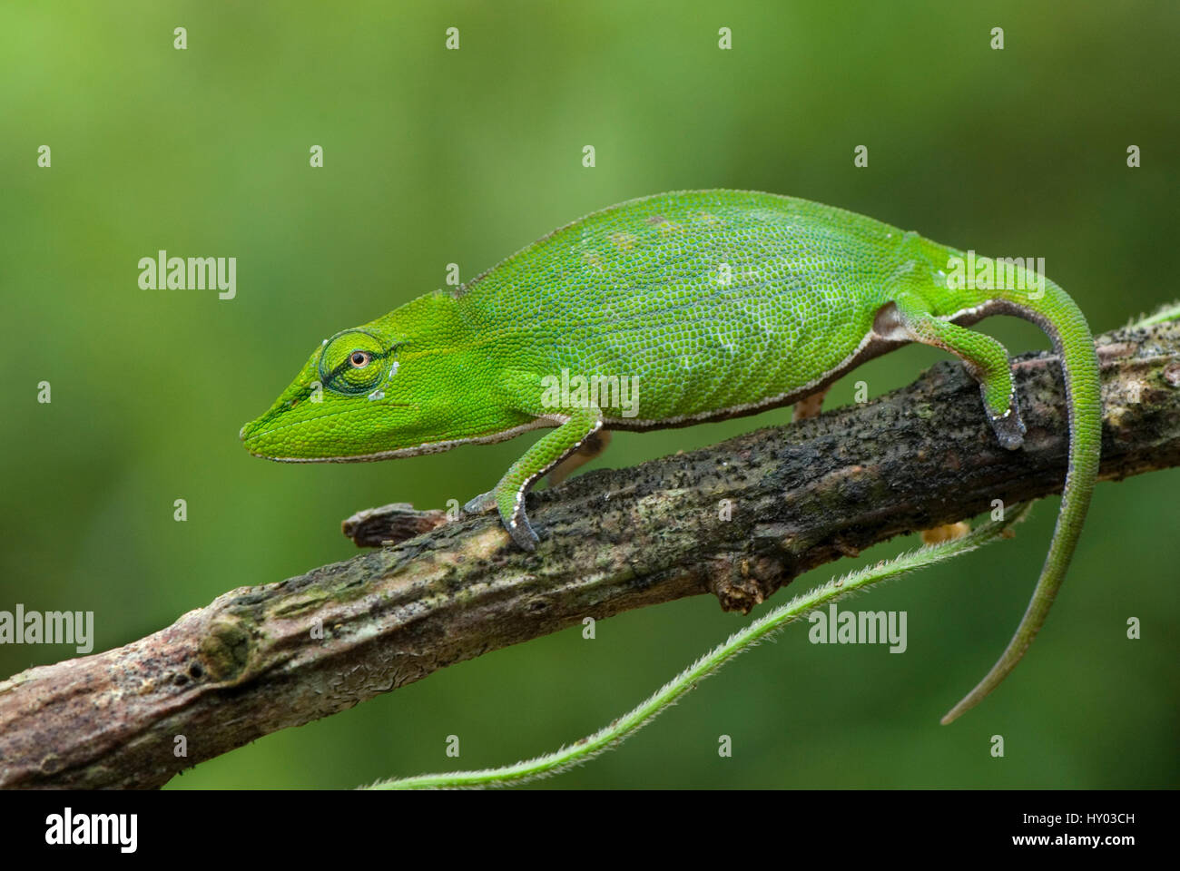 Short-nosed Chameleon (Calumma gastrotaenia) on branch, Madagascar, Africa. Stock Photo
