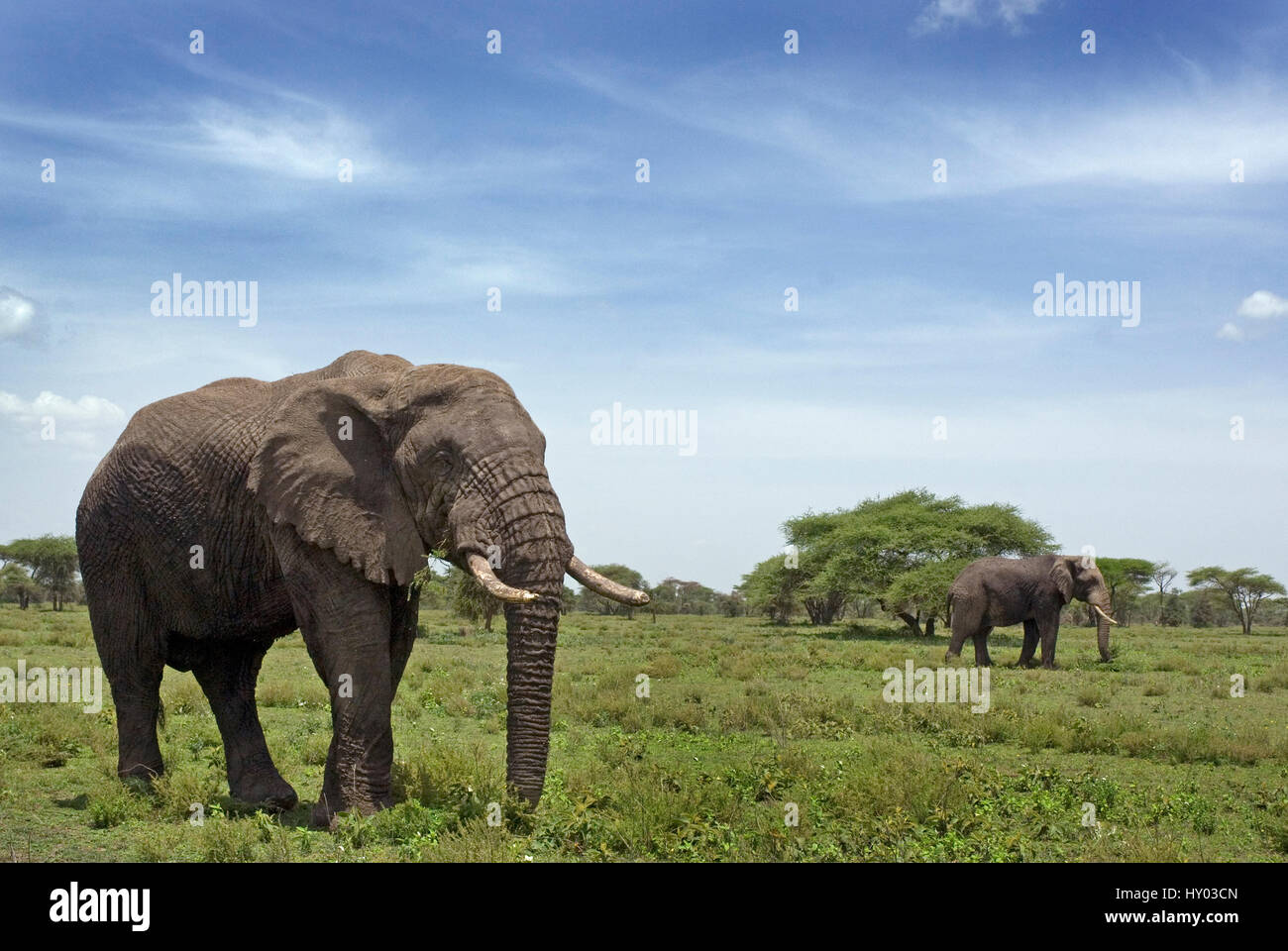 African elephant (Loxodonta africana), Tanzania, Africa. Stock Photo