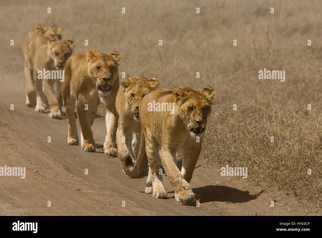 Lion pride before the fall ライオン写真集（Pride of lions hi