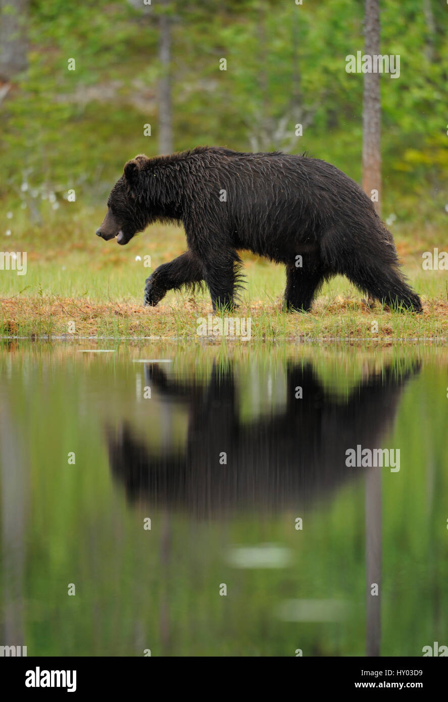 Eurasian brown bear (Ursus arctos) reflected in lake Suomussalmi, Finland. July. Stock Photo