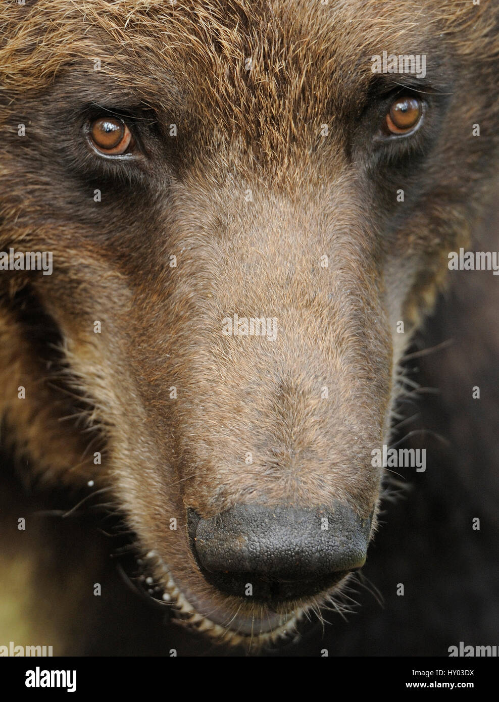 Eurasian brown bear (Ursus arctos) close-up of face, Suomussalmi, Finland. July. Stock Photo