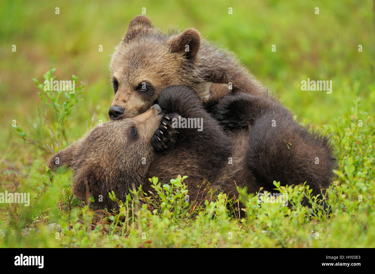 Two Eurasian brown bear (Ursus arctos) cubs play fighting, Suomussalmi, Finland. July. Stock Photo