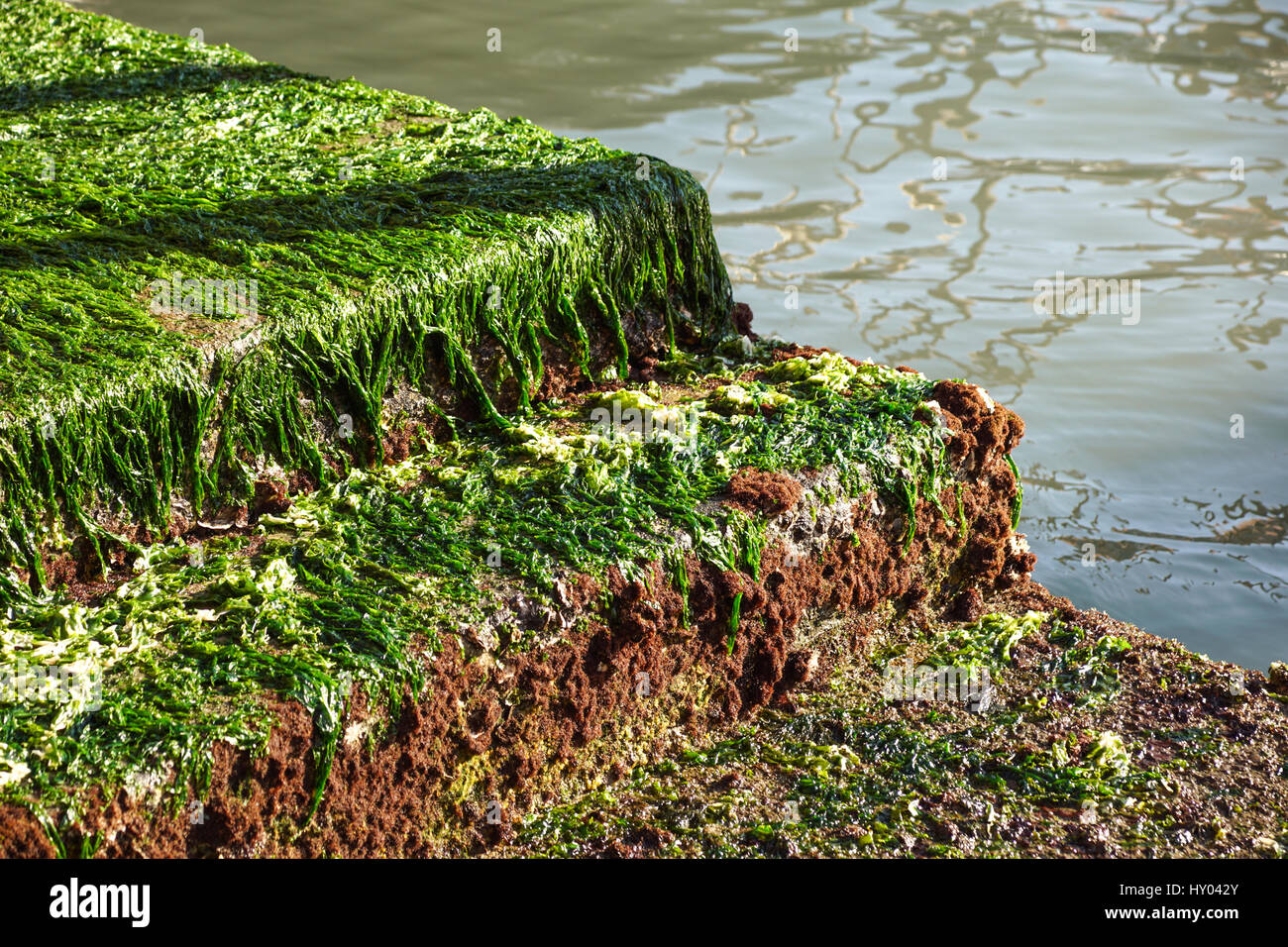 seagrass on the rock,seaweed on the rock,moss , algae Stock Photo Alamy