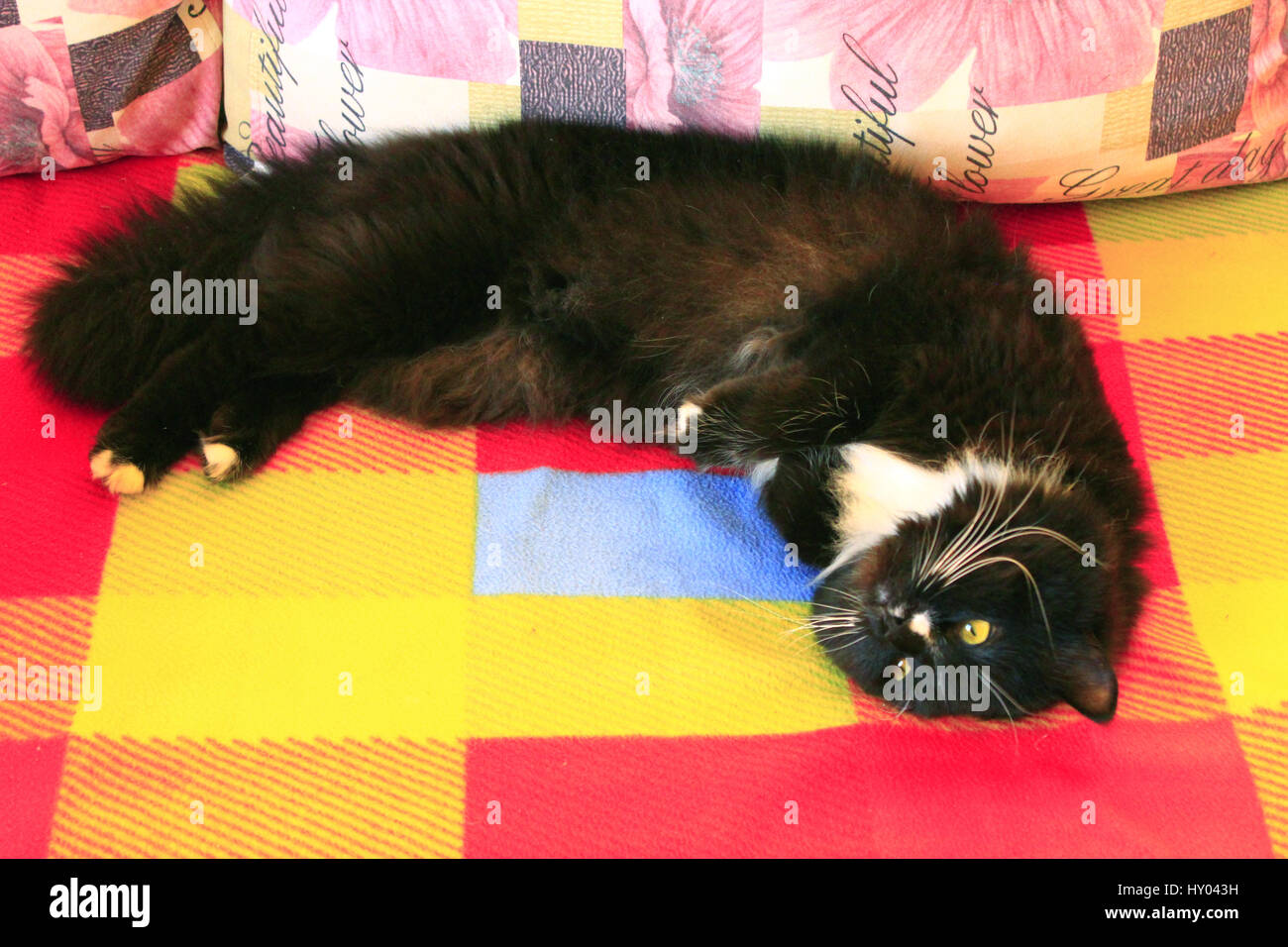 black cat sprawled on the colorful sofa Stock Photo