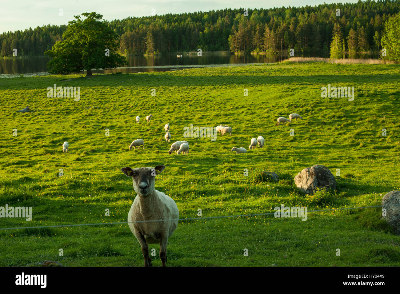 Sweden Scandinavia. Beautiful nature and landscape photo. Warm summer Stock  Photo - Alamy