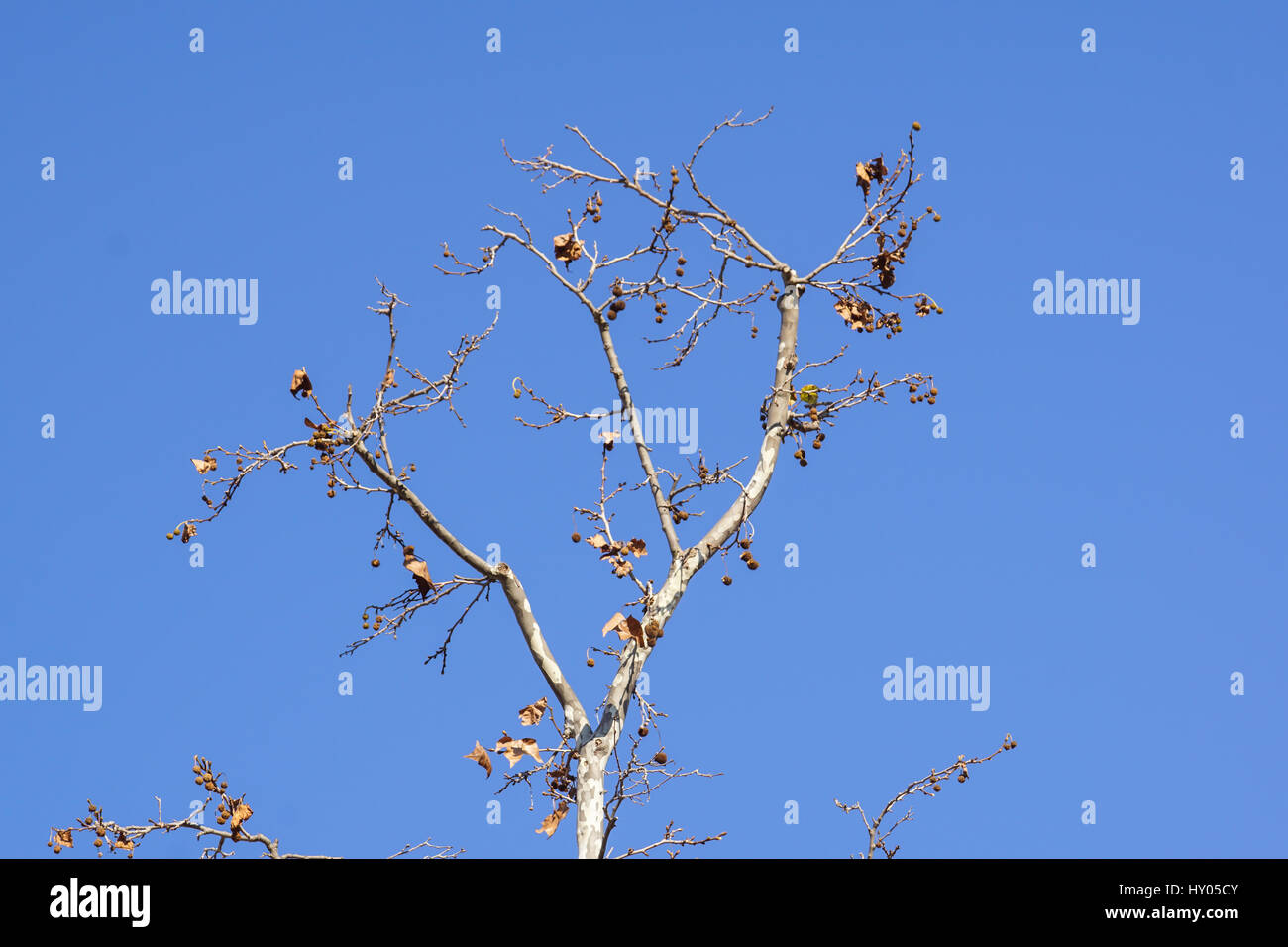 Green leaves on the branches of one tree against the blue sky and ...