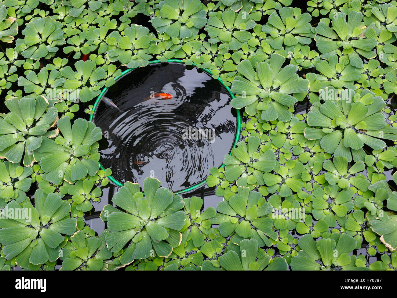 Red carp in a pond that is overgrown with green lettuce Stock Photo