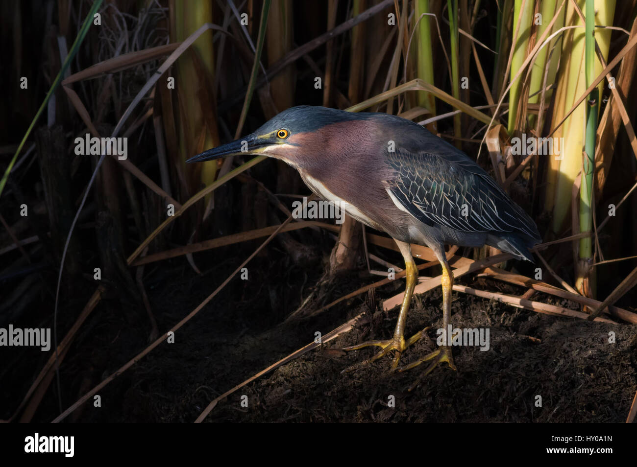 A ray of early morning light hits a green heron hidden in the reeds. These colorful tiny herons are often hard to photograph as they hide in the reeds. Stock Photo