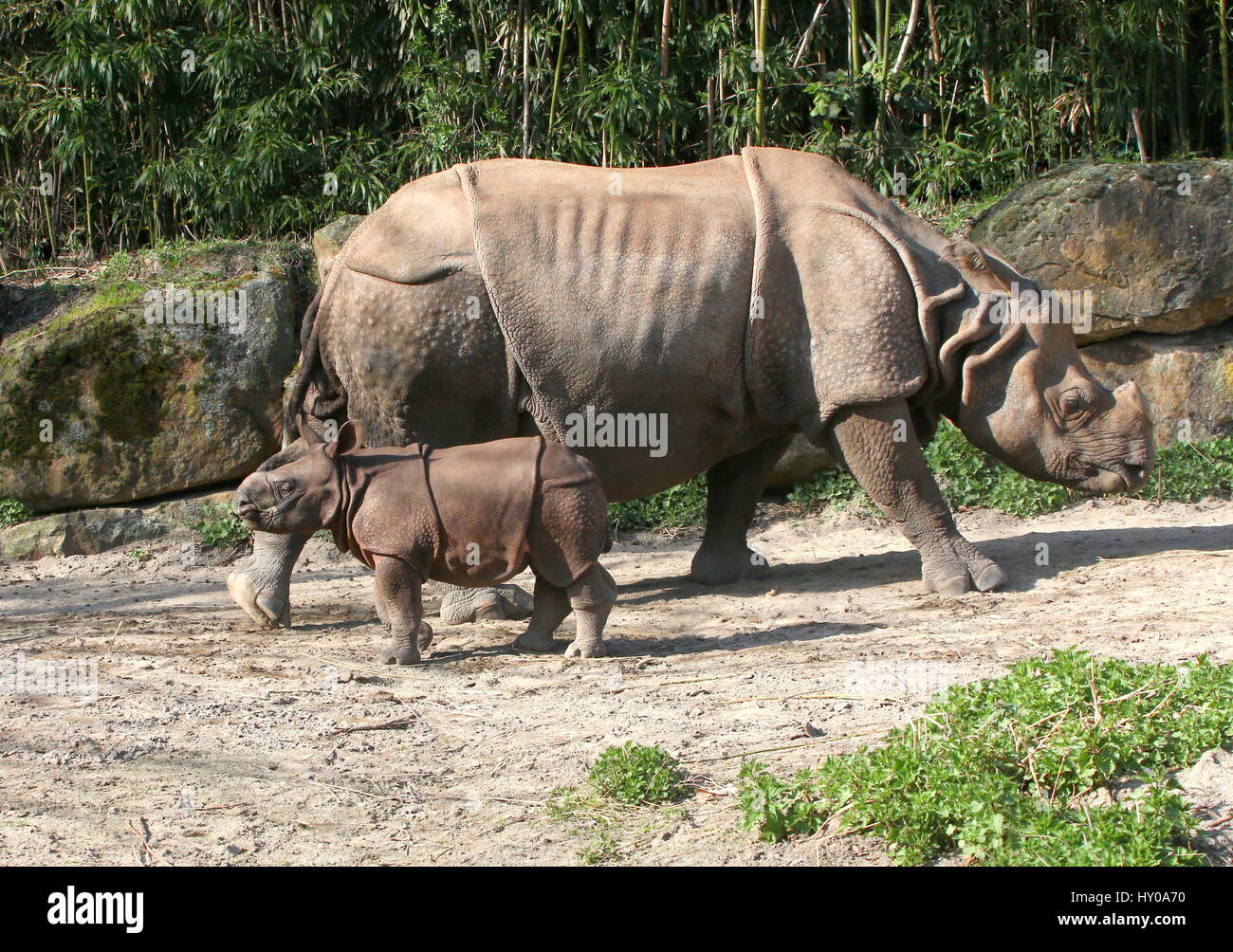 Mother Greater one-horned Indian rhinoceros (Rhinoceros unicornis) with her baby calf at her side. Stock Photo