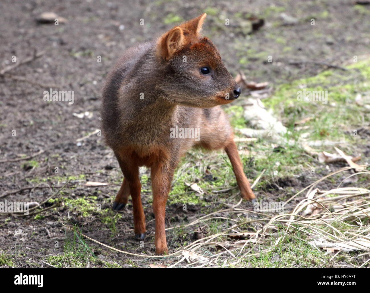 Female Southern Pudú deer (Pudu puda), native to the lower ranges of the South American Andes Stock Photo