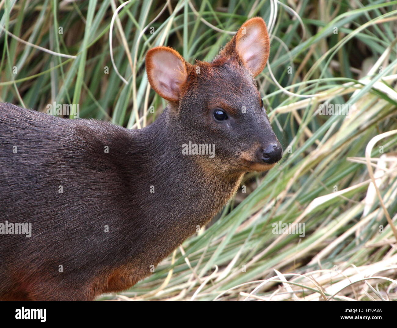 Pudu Deer High Resolution Stock Photography and Images - Alamy