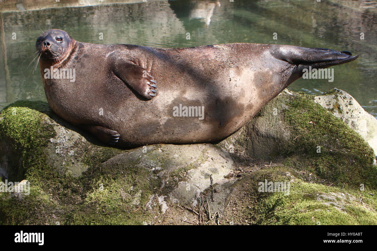 Pusa hispida seehund hires stock photography and images Alamy