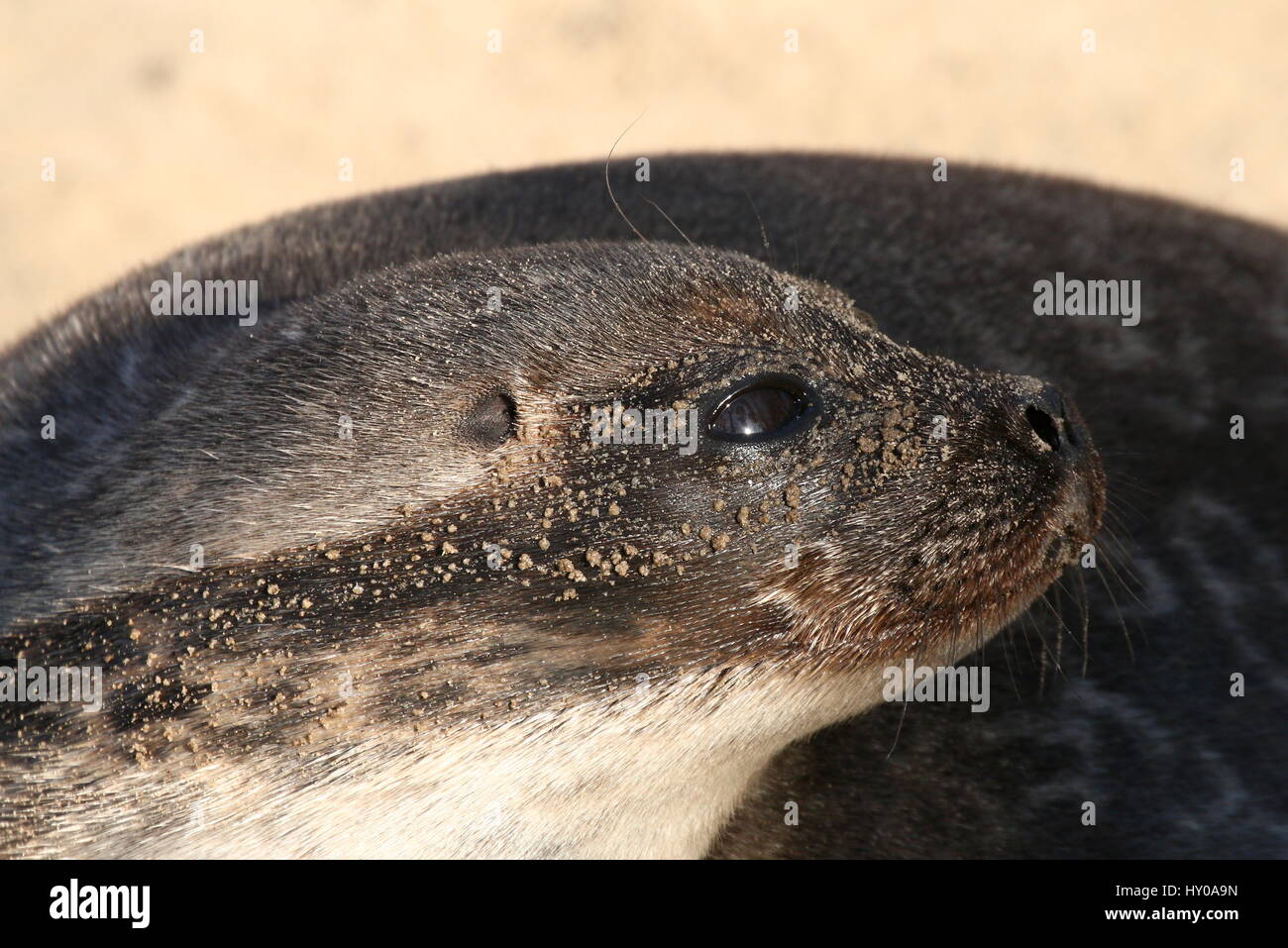 Female Ringed seal (Pusa Hispida, Phoca Hispida) sun bathing at the water's edge Stock Photo