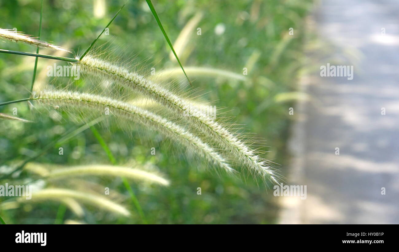 The Fountain Grass. Pennisetum is a mound-forming ornamental grass and a garden favorite. It is an attractive perennial grass densely clumped growth. Stock Photo