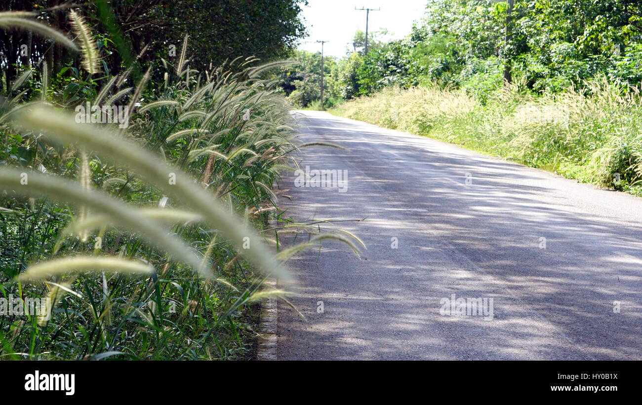 The Fountain Grass. Pennisetum is a mound-forming ornamental grass and a garden favorite. It is an attractive perennial grass densely clumped growth. Stock Photo