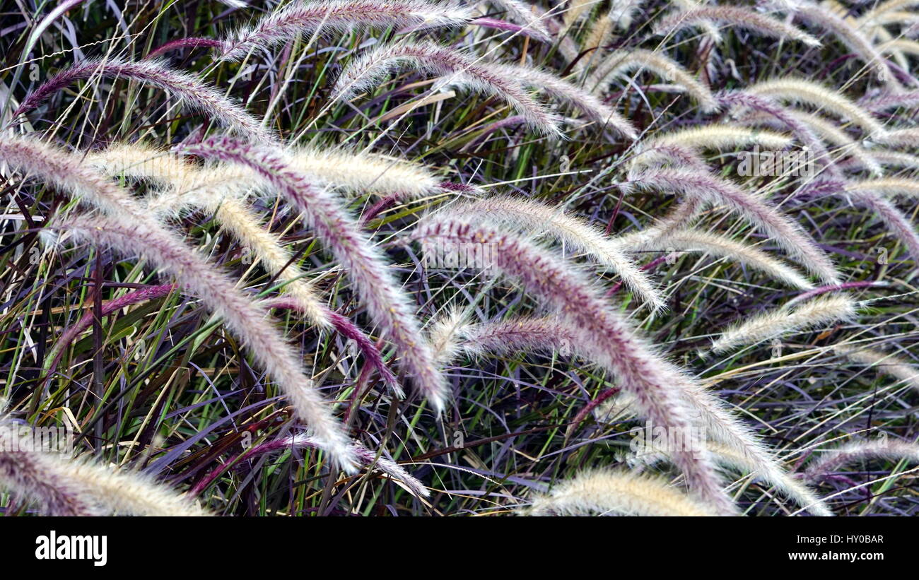 The Fountain Grass. Pennisetum is a mound-forming ornamental grass and a garden favorite. It is an attractive perennial grass densely clumped growth. Stock Photo