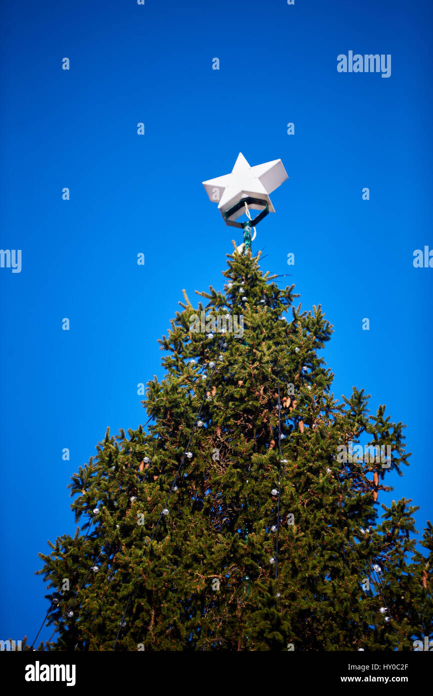 Norway spruce christmas tree hires stock photography and images Alamy