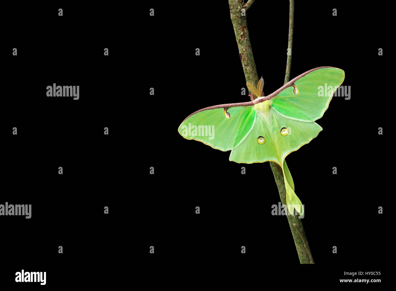 Luna Moth isolated on black background Stock Photo Alamy