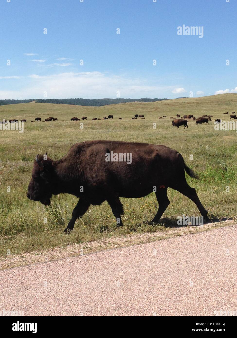 Wild Buffalo Stock Photo