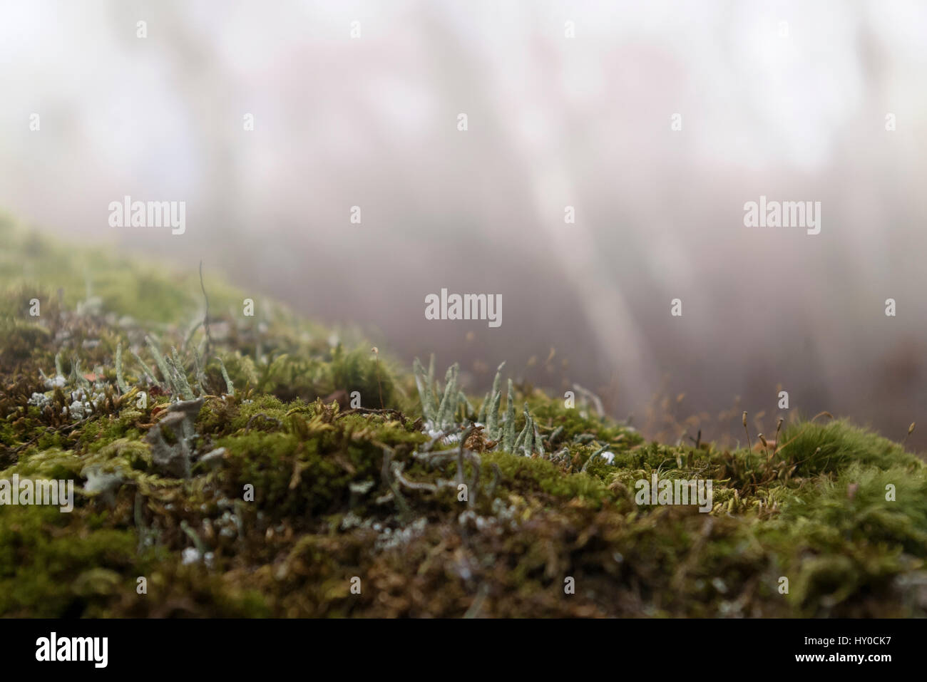 Moss, background, macro Stock Photo