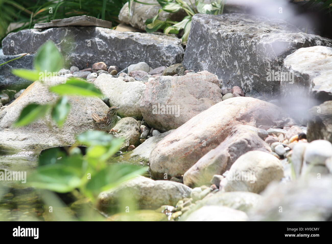 Bird taking a break by the backyard pond for a drink and bath, can you spot him? Stock Photo