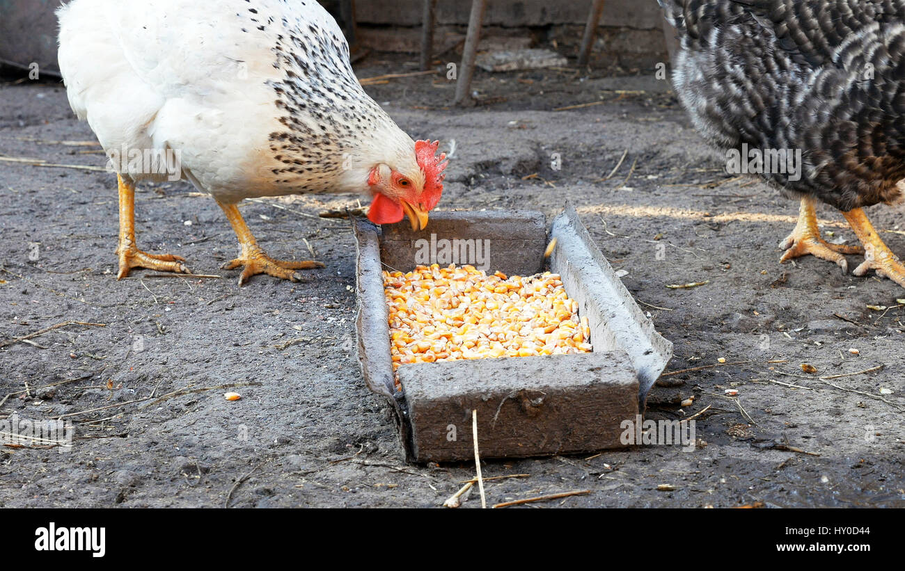 Free range chickens hens pecking corn and food Stock Photo - Alamy