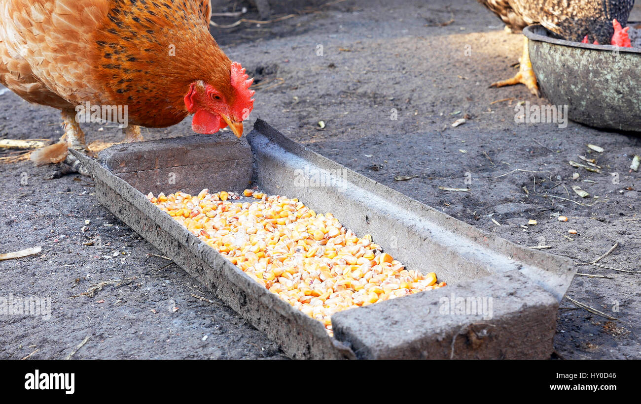 Free range chickens hens pecking corn and food Stock Photo