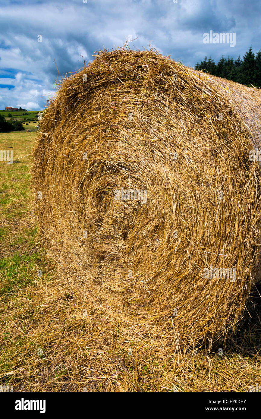Hay bales, Kildale,North York Moors, England, UK Stock Photo Alamy