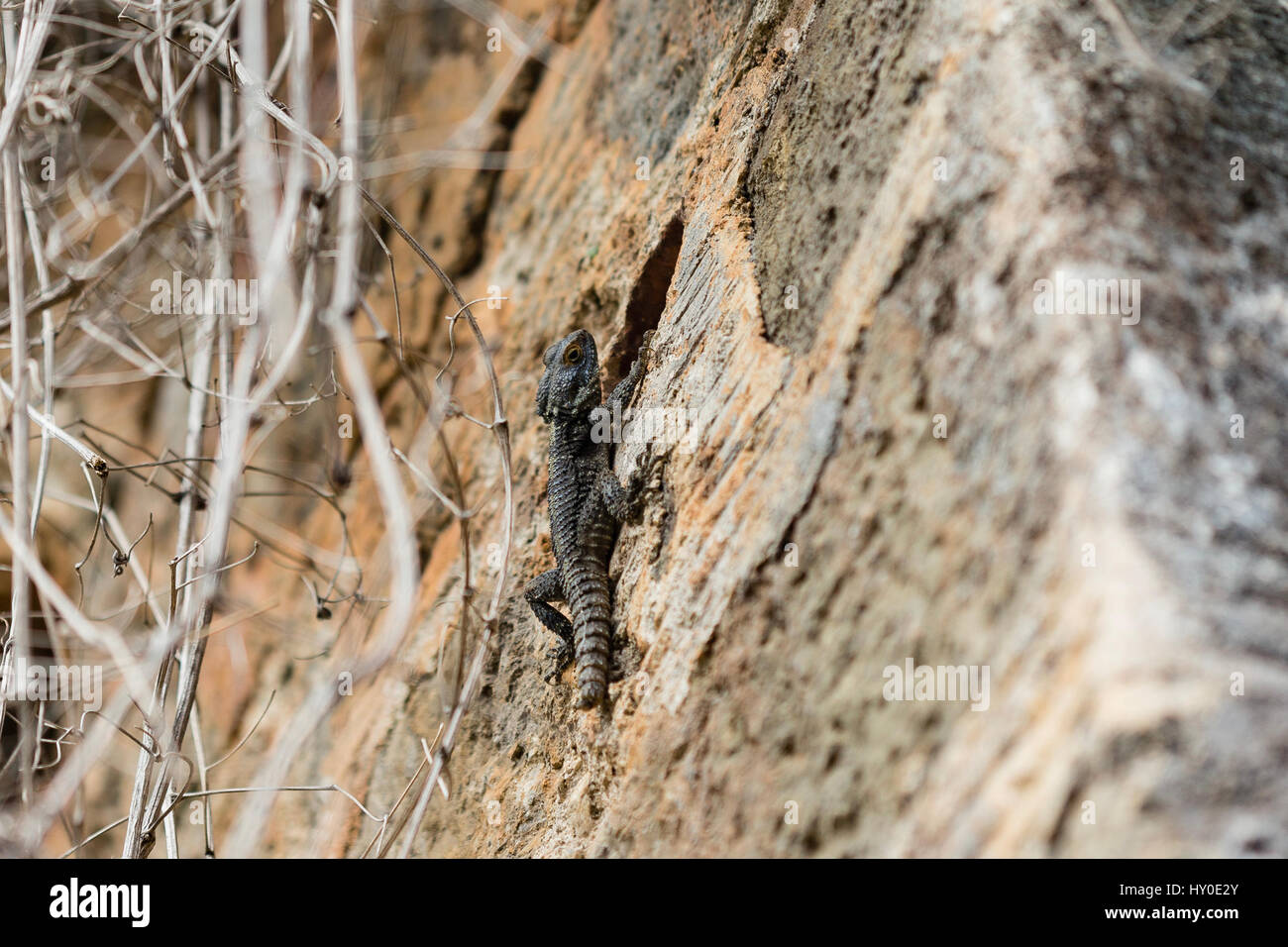 Grey lizard climbing on stone wall with lizard in sharp focus and wall and tree branches blurred Stock Photo