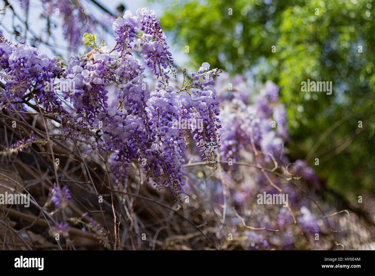 Wisteria blossom against blurred tree leaves with some wisteria in sharp focus and other wisteria blurred Stock Photo
