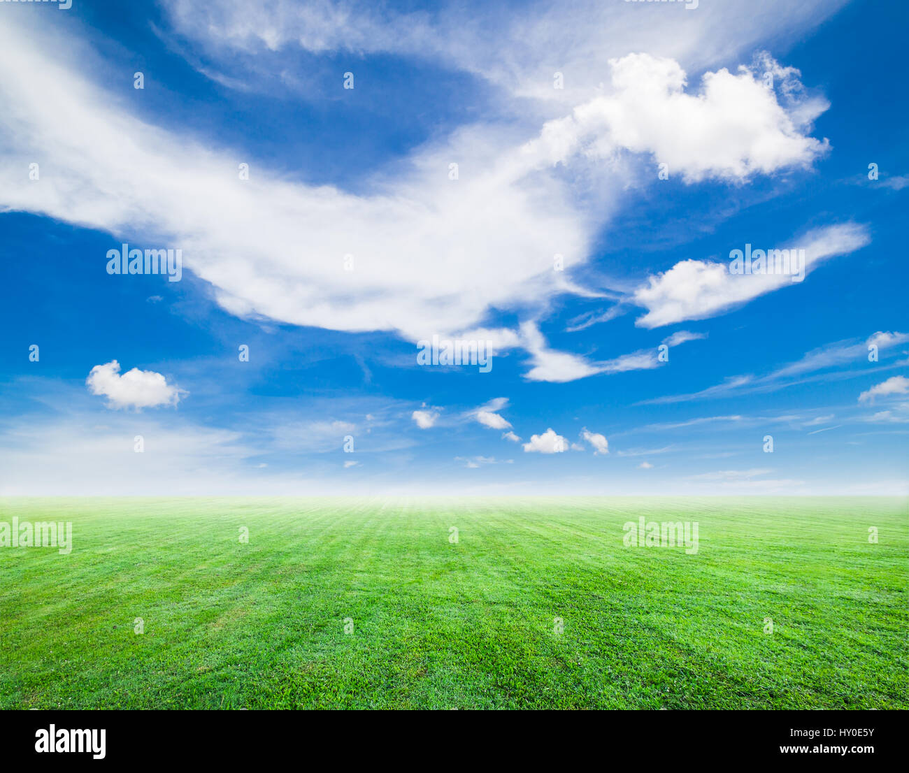 Field of green grass and blue sky in sunny day Stock Photo - Alamy