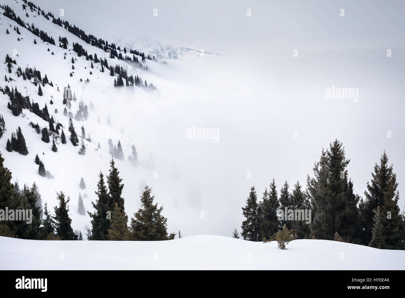 Winter mountain scenery of pine forest at foggy day Stock Photo - Alamy