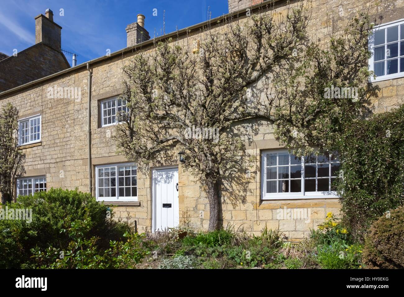 Espalier pear tree growing on Cotswold house, Blockley, Gloucestershire, England Stock Photo