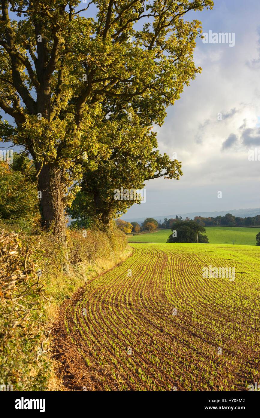 Shropshire farmland, England Stock Photo
