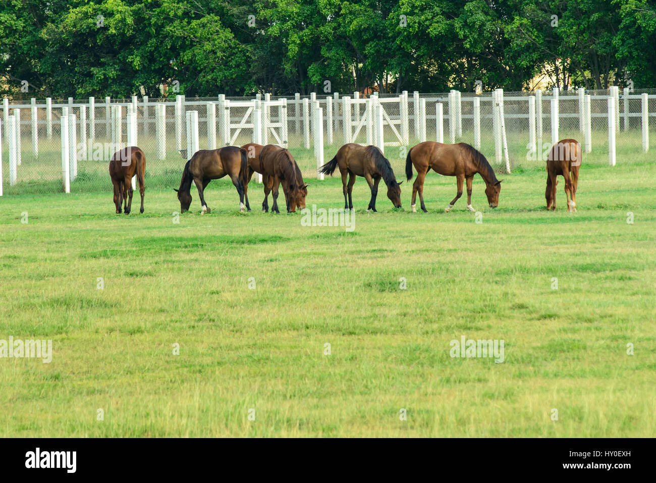 Poonawalla stud farm, pune, maharashtra, india, asia Stock Photo Alamy