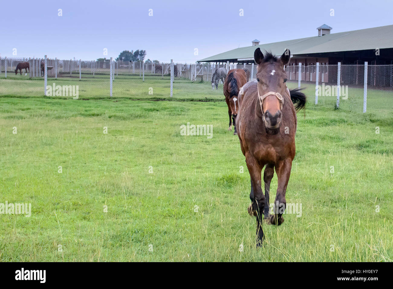 Poonawalla stud farm, pune, maharashtra, india, asia Stock Photo Alamy