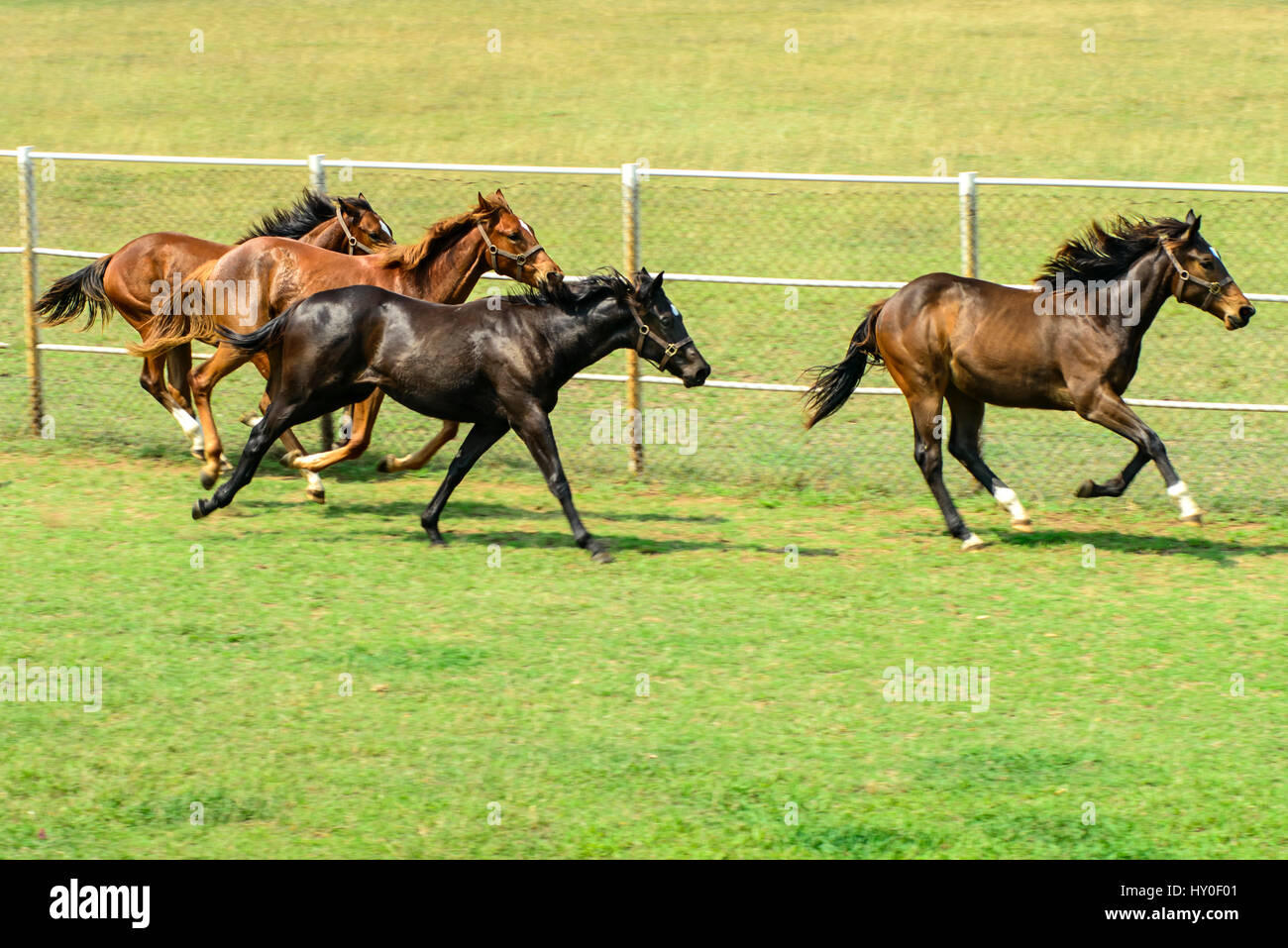 Poonawalla stud farm, pune, maharashtra, india, asia Stock Photo - Alamy