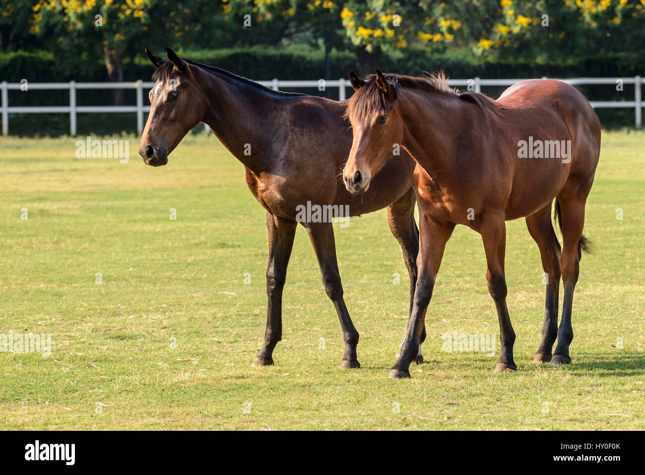 Poonawalla stud farm, pune, maharashtra, india, asia Stock Photo Alamy