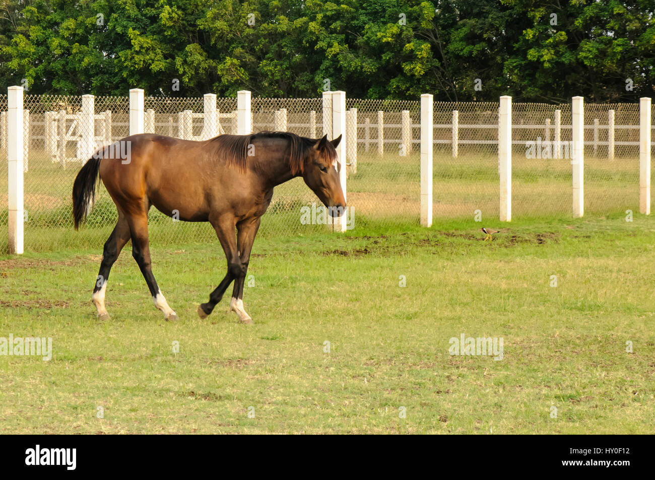Poonawalla stud farm, pune, maharashtra, india, asia Stock Photo Alamy