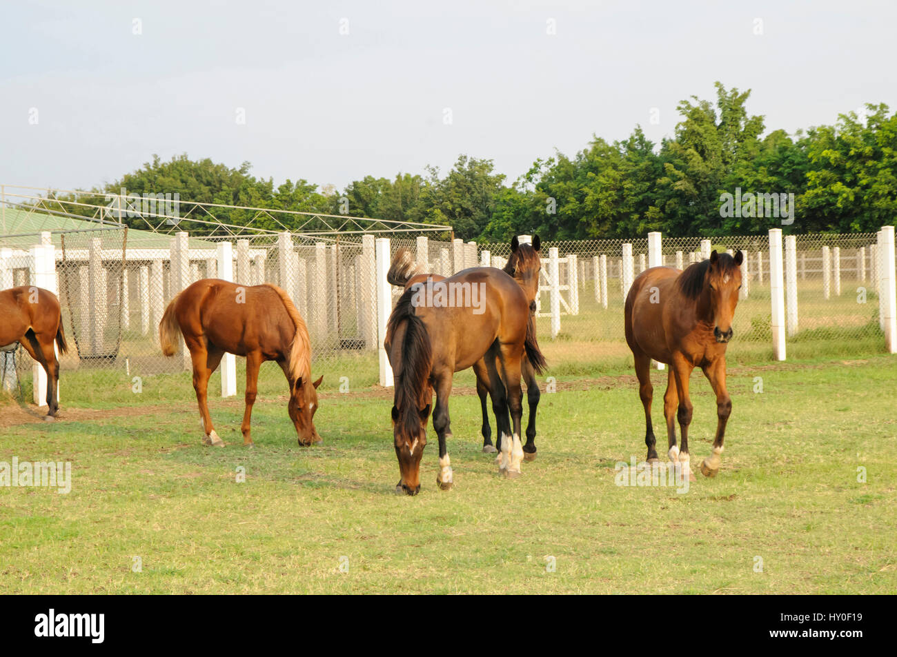 Poonawalla stud farm, pune, maharashtra, india, asia Stock Photo Alamy