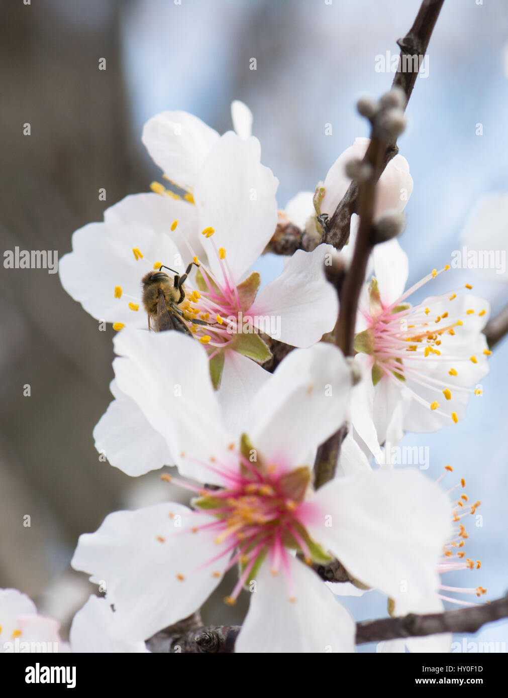 Blossom of the almond tree Stock Photo