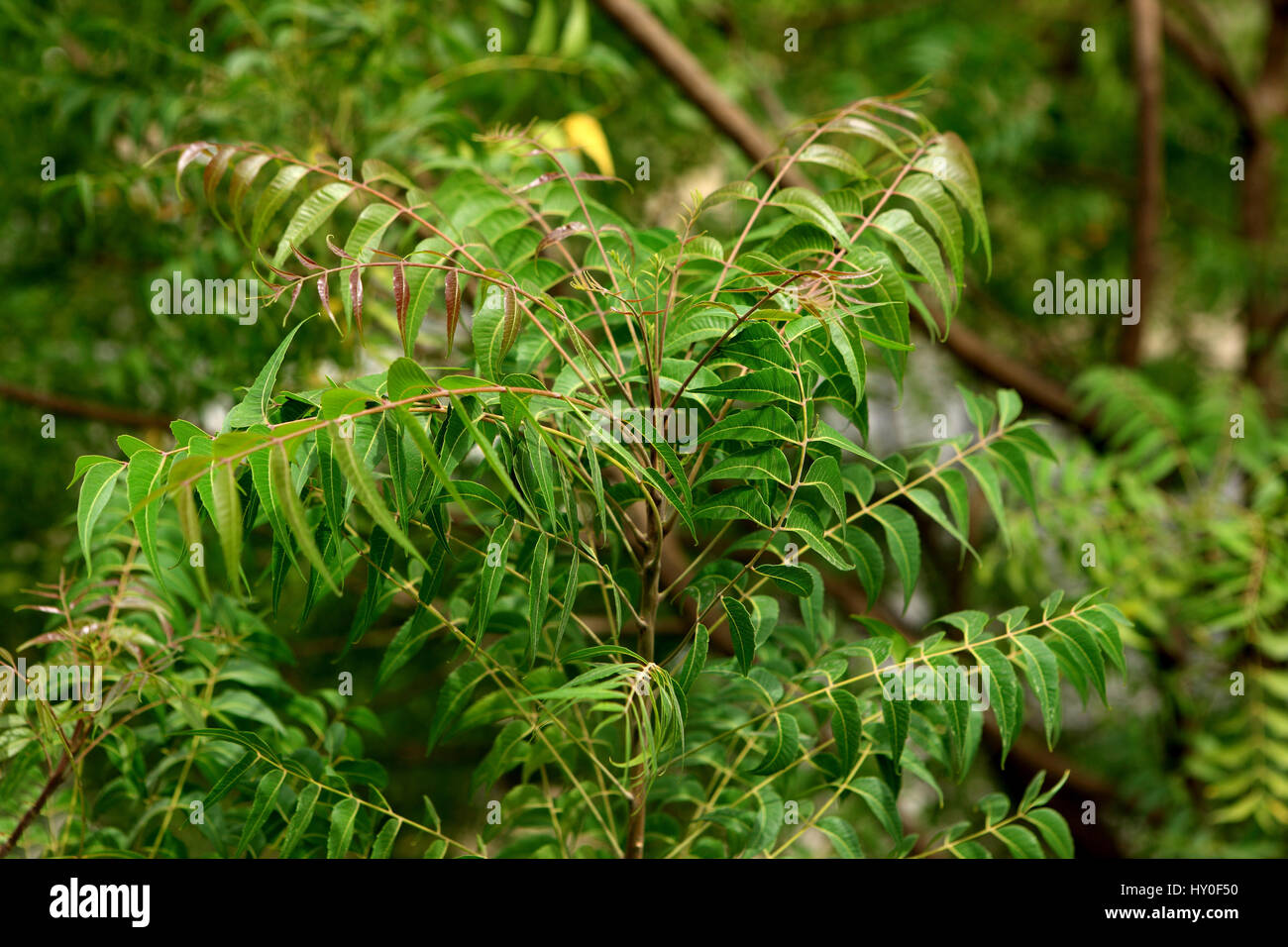 Neem azadirachta indica, india, asia Stock Photo