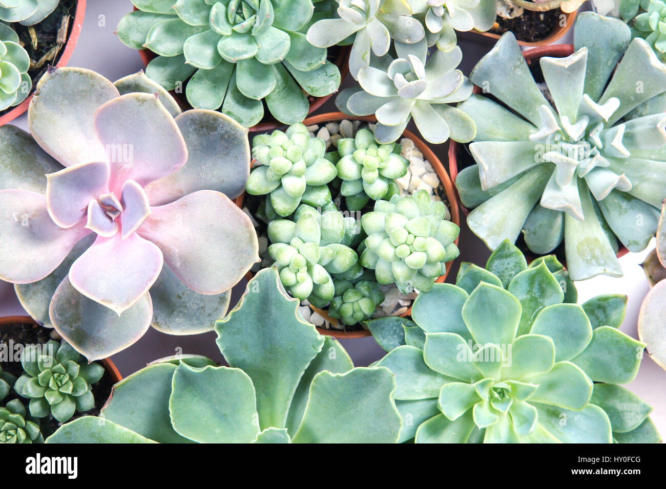 Succulents cactus overhead view hi-res stock photography and images - Alamy