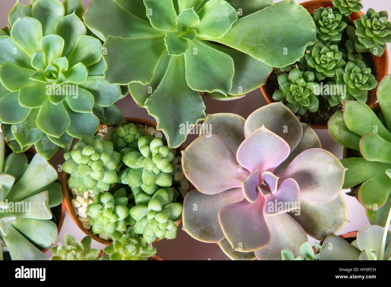 Succulents cactus overhead view hi-res stock photography and images - Alamy