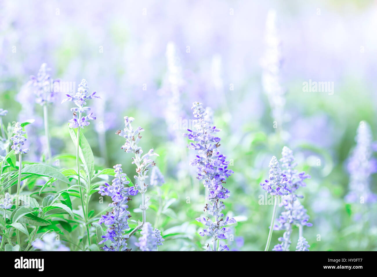 close up the beautiful purple blue flower in garden , Sage plant (lat ...