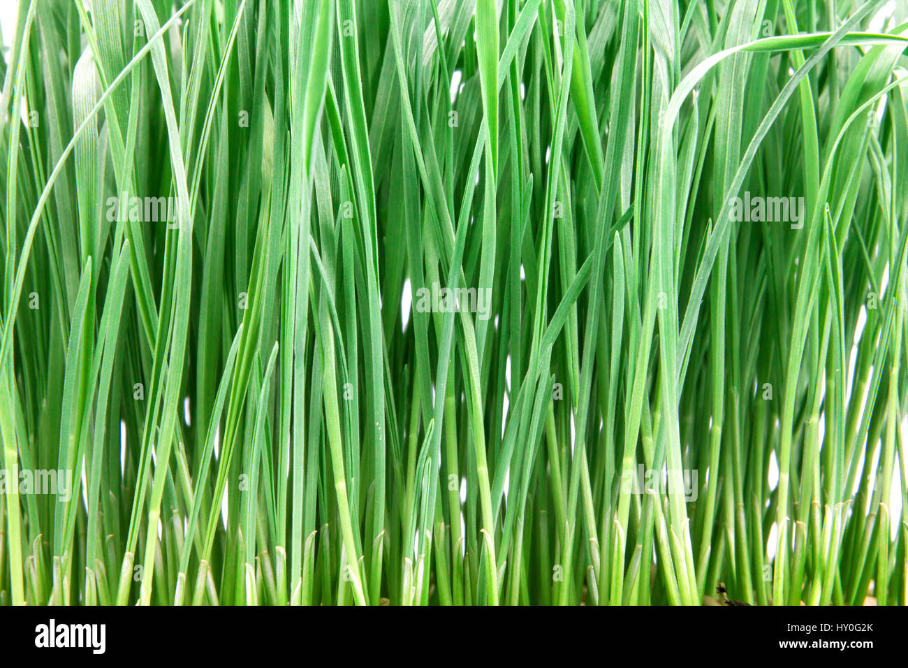 The fresh green grass on white background Stock Photo - Alamy