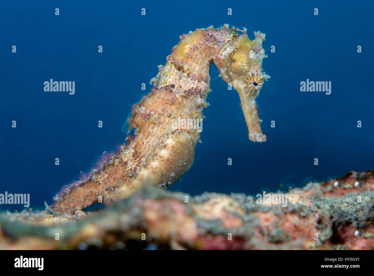 Seahorse with blue background in the Lembeh Strait / Sulawesi / Indonesia Stock Photo