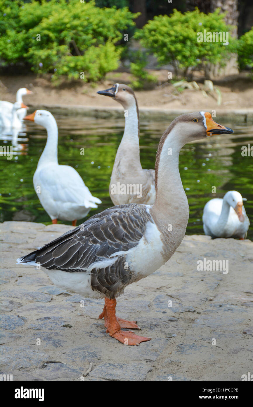 Duck in Lodhi Gardens, Delhi Stock Photo